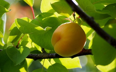 杏の果実